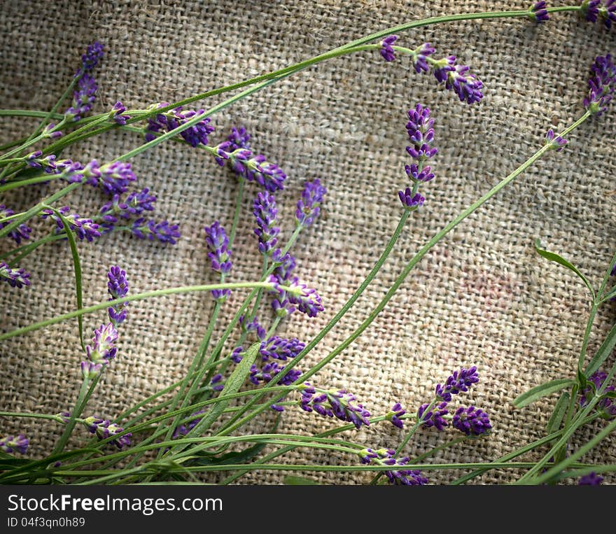 Beautiful lavander