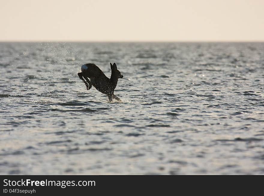 Running Deer In The Ocean