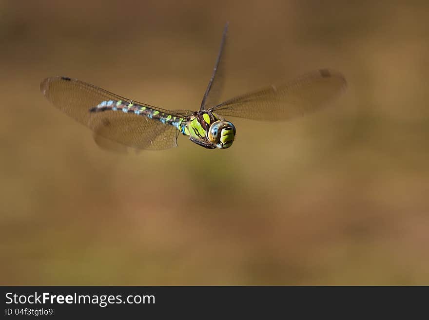 Blue Darner In Flight