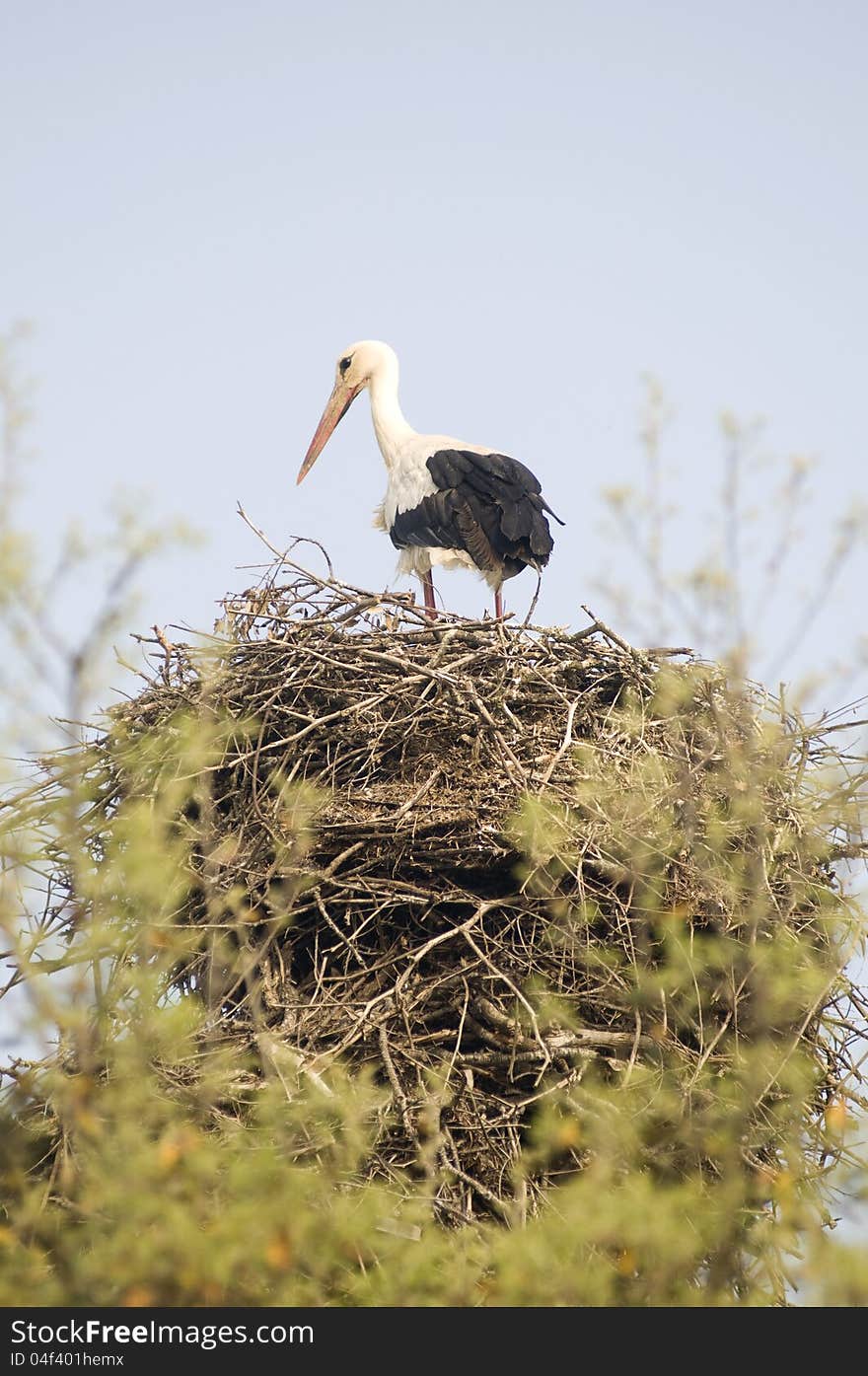 Baby stork