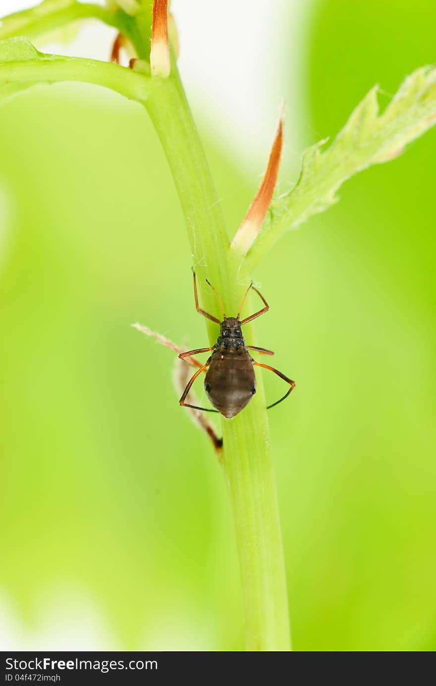 Female aphids on green oak branch