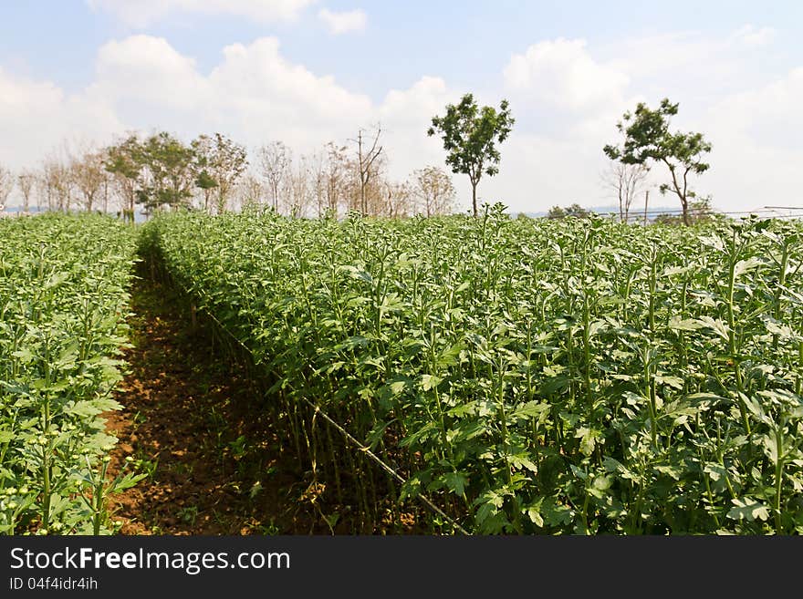 Nursery chrysanthemum  flowers in garden