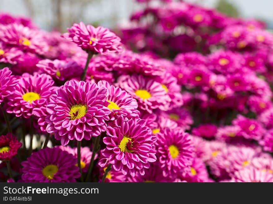 Colorful Pink Chrysanthemum