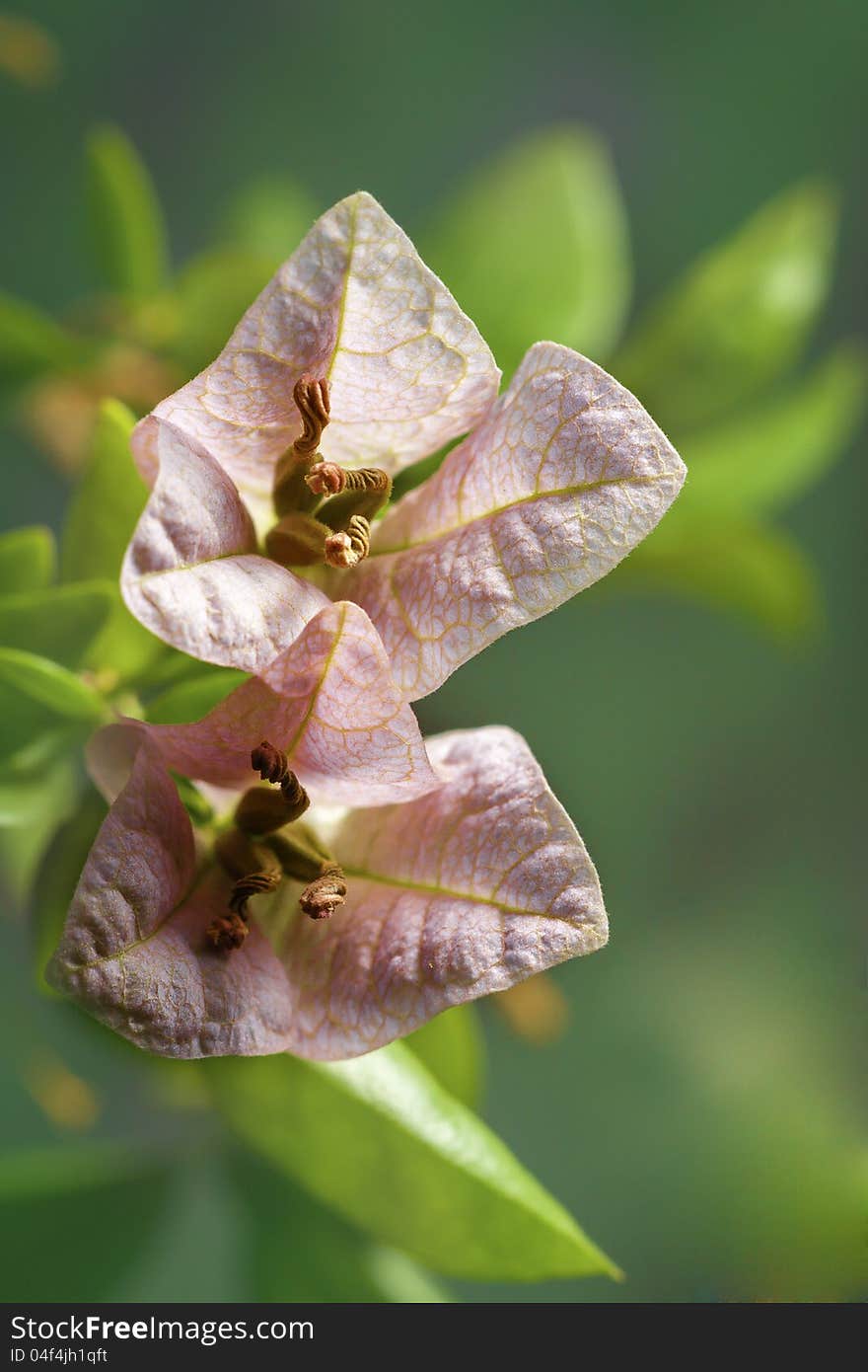 Bougainvillea flowers close up