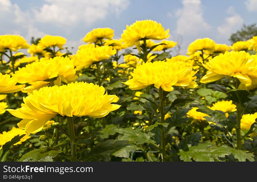 Yellow chrysanthemum  flowers