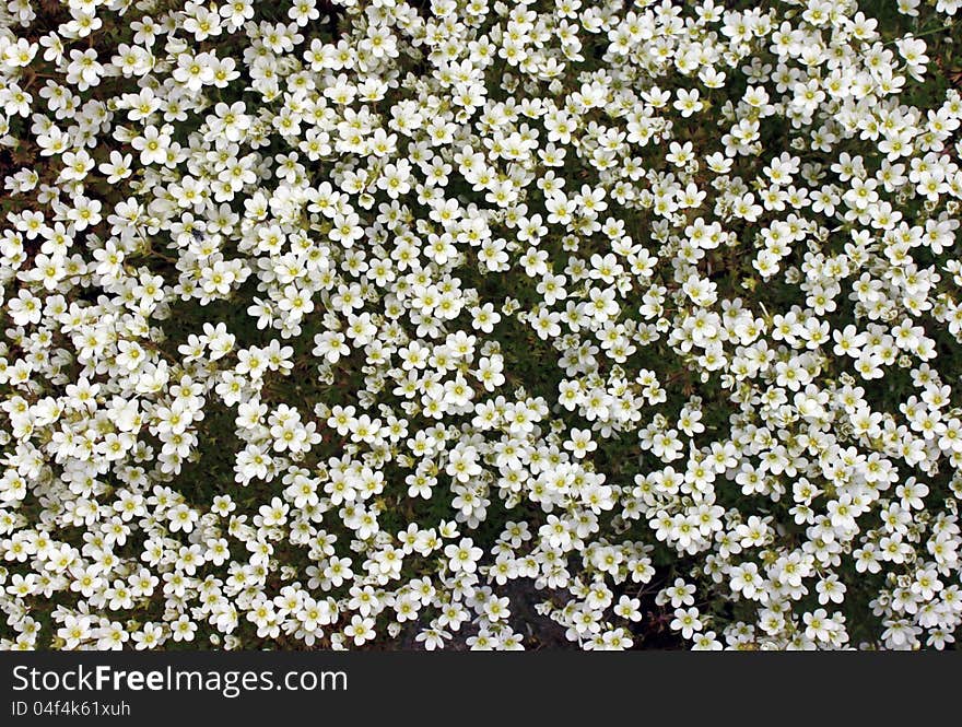 Irish Saxifrage flowers (Saxifraga Rosacea) in a rock garden. The Latin word Saxifraga means literally stonebreaker. Suitable for abstract background.