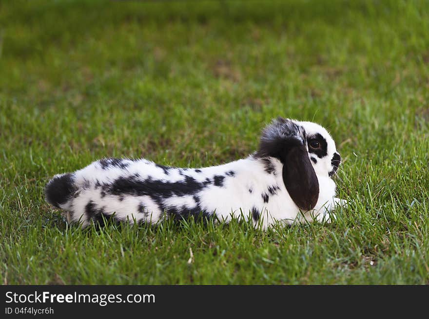 Rabbit in the grass in the yard