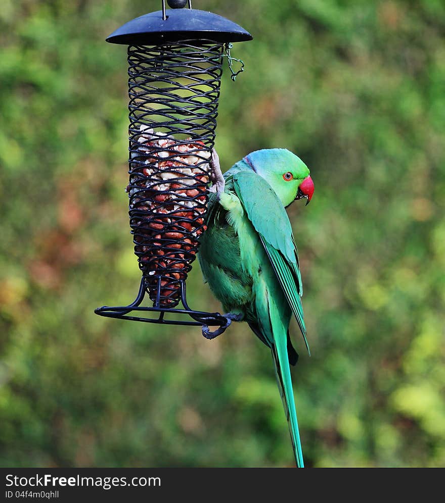 Ring Necked Parakeet on a garden feeder