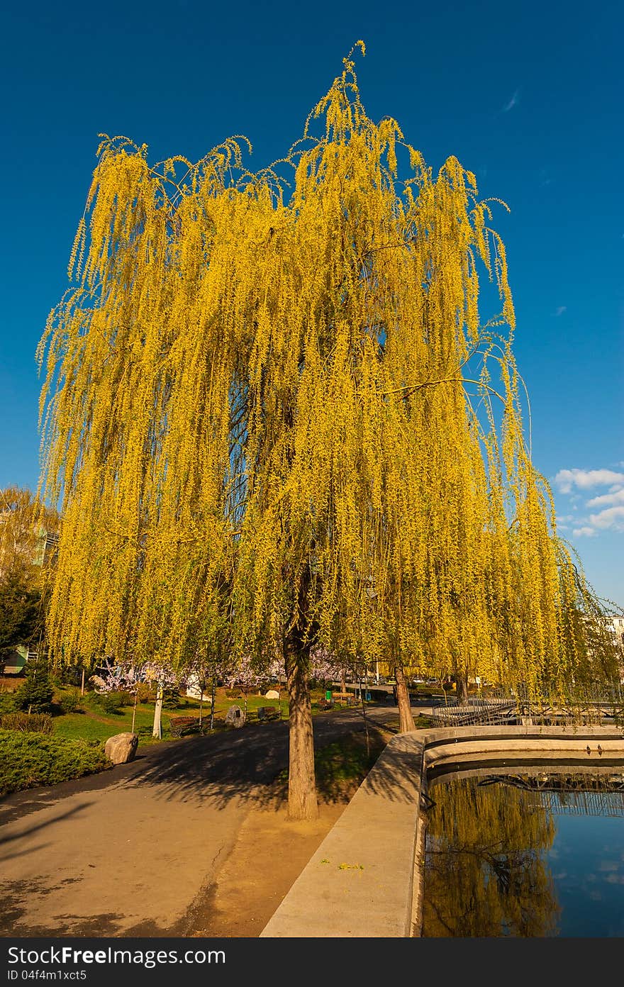 Weeping willow in the park on a lake