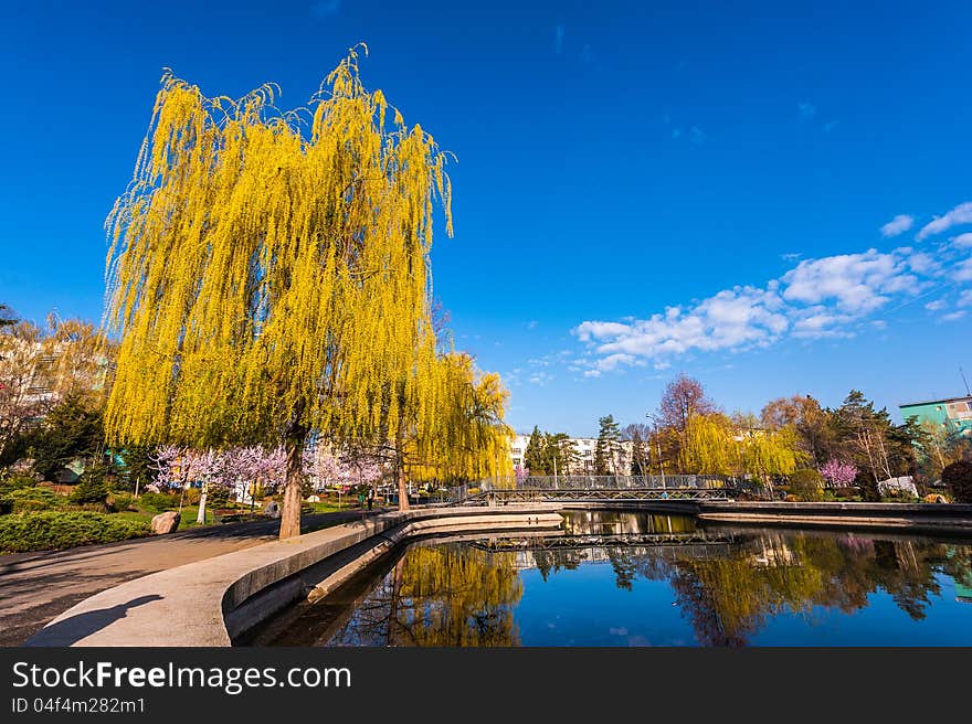 Weeping Willow In The Park