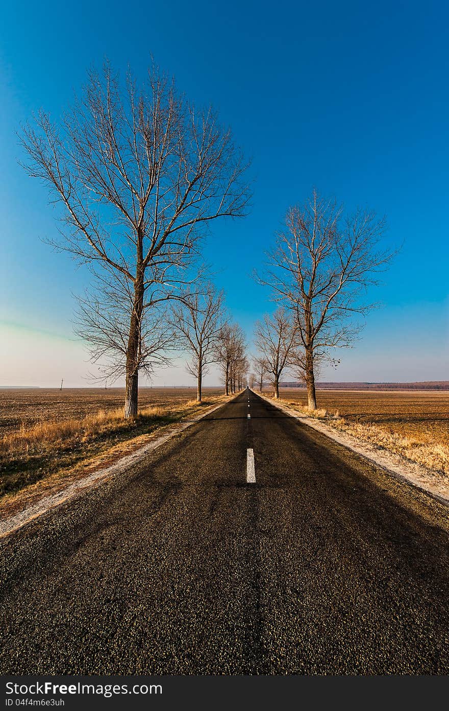 Landscape with straight empty road between poplar trees