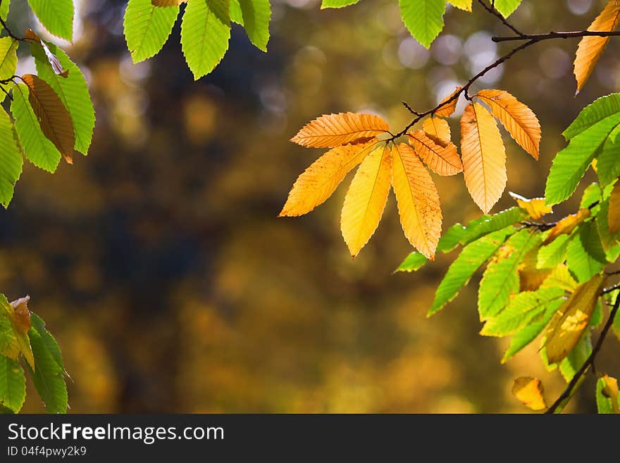 Golden autumn leaves