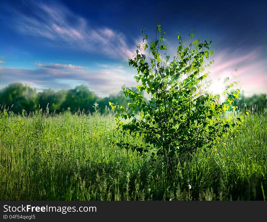 Summer natural backgrounds