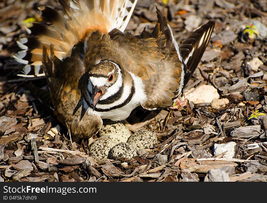 Killdeer protecting its nest