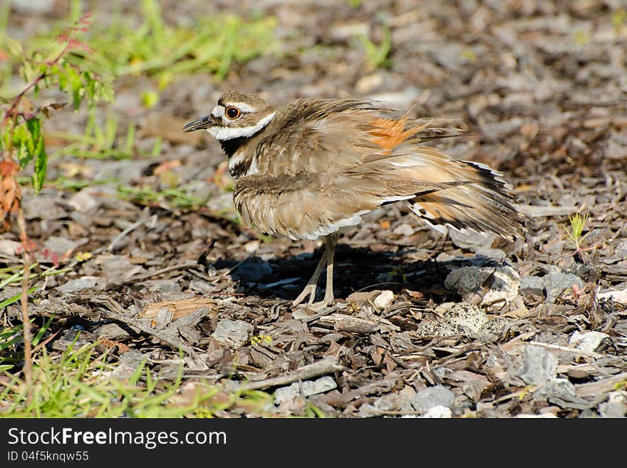 Killdeer protecting its nest