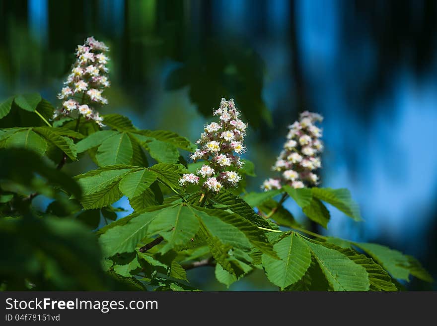 Spring blossoming chestnut flowers