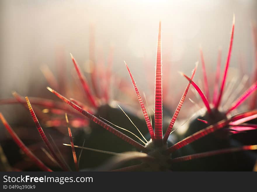 A Cactus With Striped Pricks.