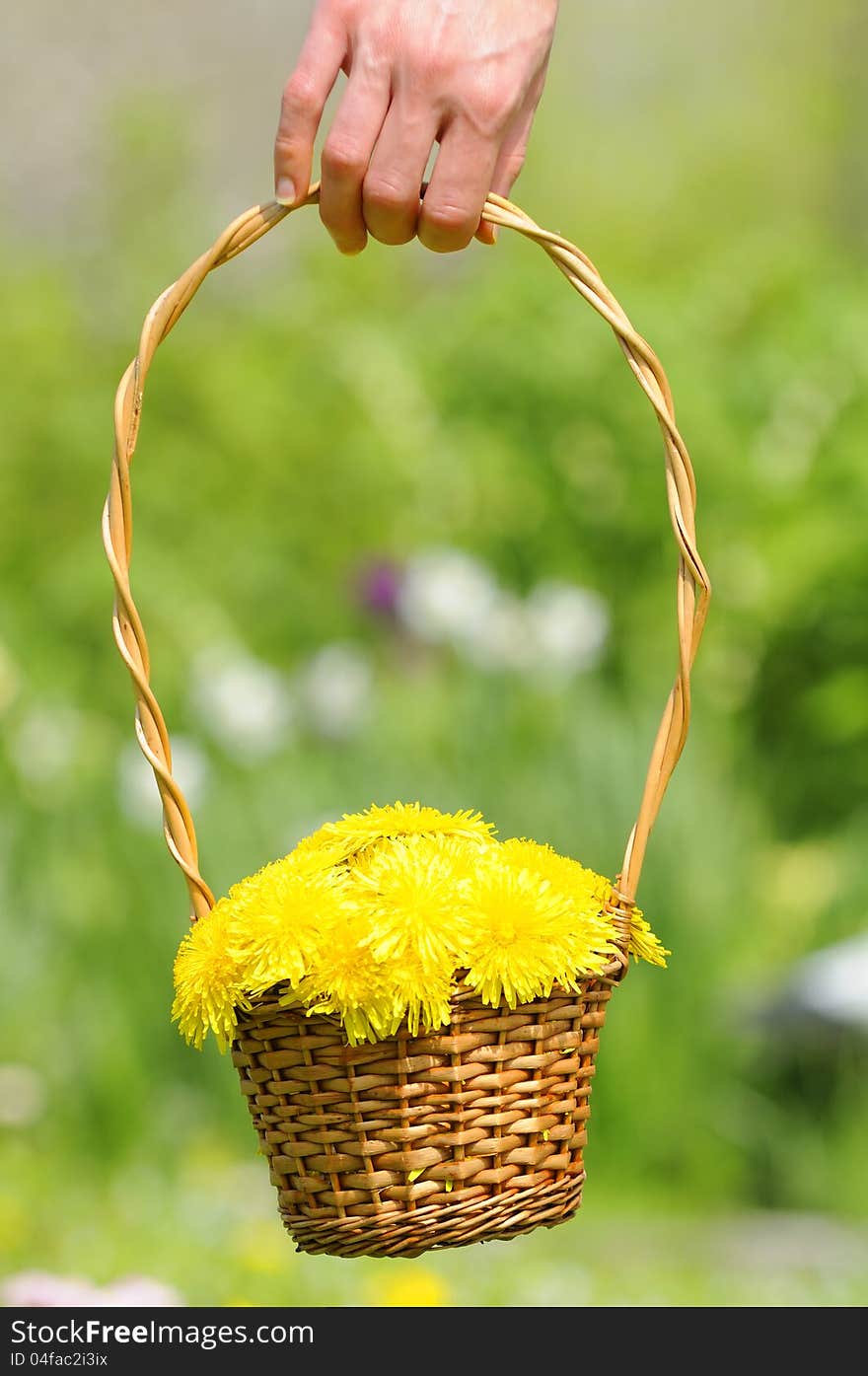 Hand Holding Basket with Yellow Dandelion Flowers