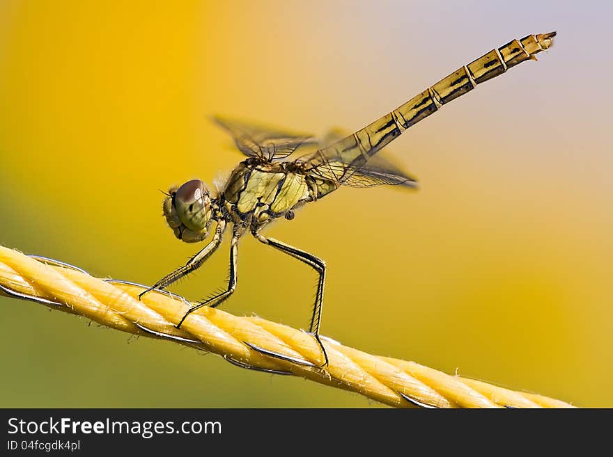 Yellow Dragonfly