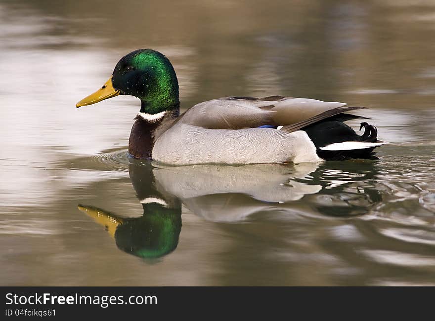 Wild Duck male in the water (Anas platyrhynchos). Wild Duck male in the water (Anas platyrhynchos)