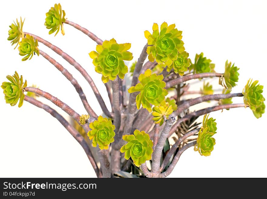 Aeonium arboreum with thick succulent stemc crowned by a rosette of succultent leaves