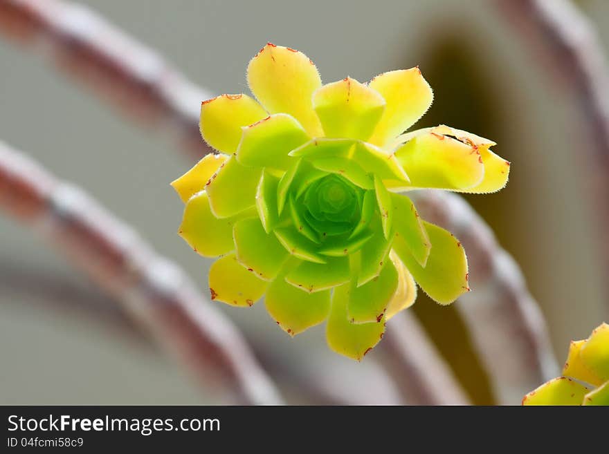 Aeonium arboreum with thick succulent stemc crowned by a rosette of succultent leaves