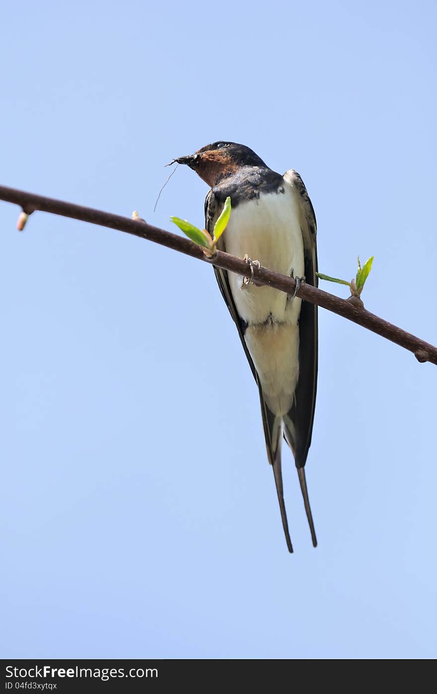 Swallow Sitting on Tree Branch