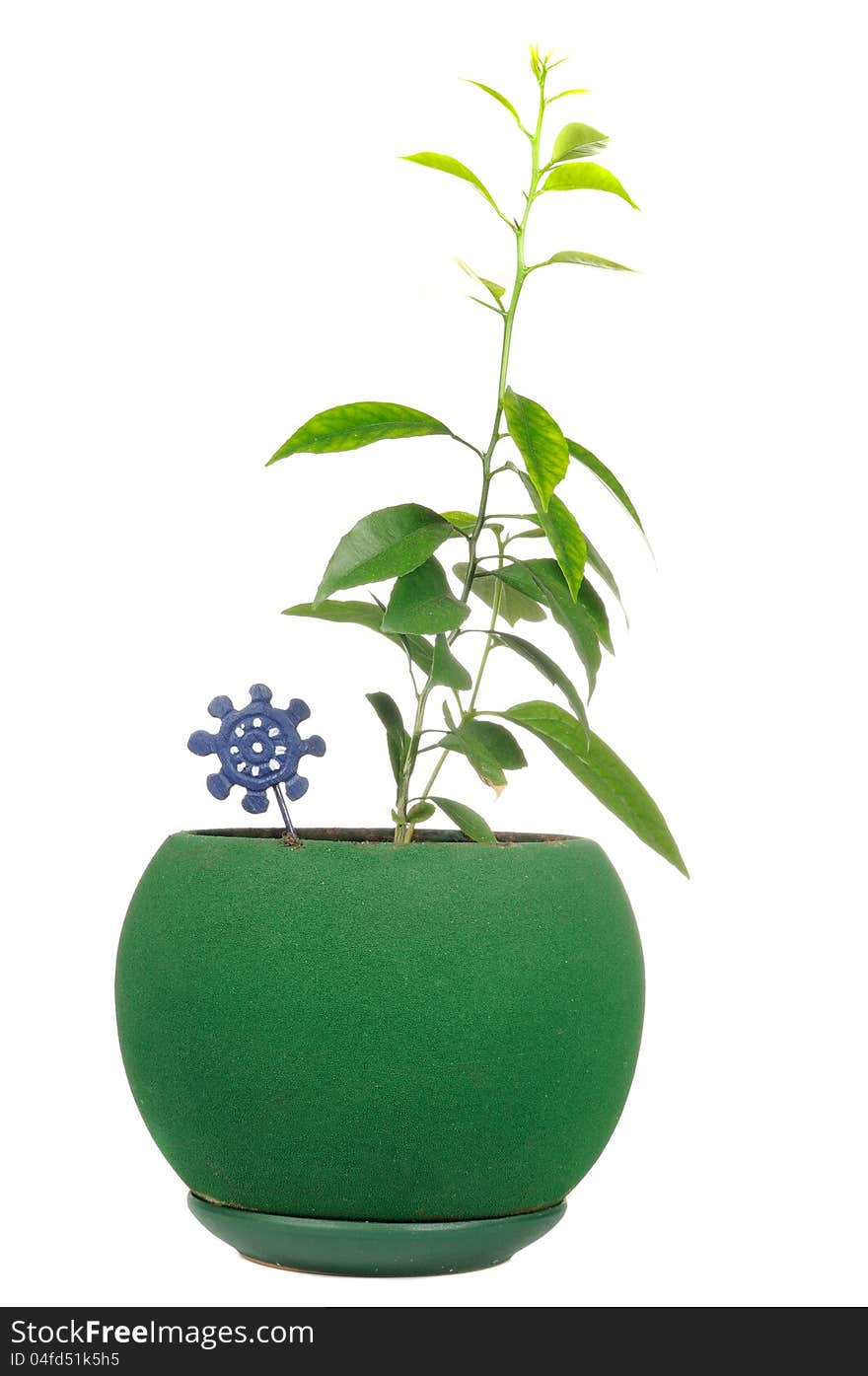 Two young lemon trees in a green flower pot isolated on a white background. Two young lemon trees in a green flower pot isolated on a white background