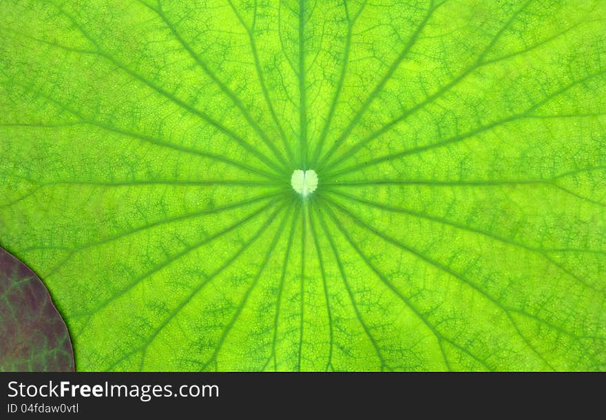 The new leaves of the lotus in the pond for a light colored background. The new leaves of the lotus in the pond for a light colored background.