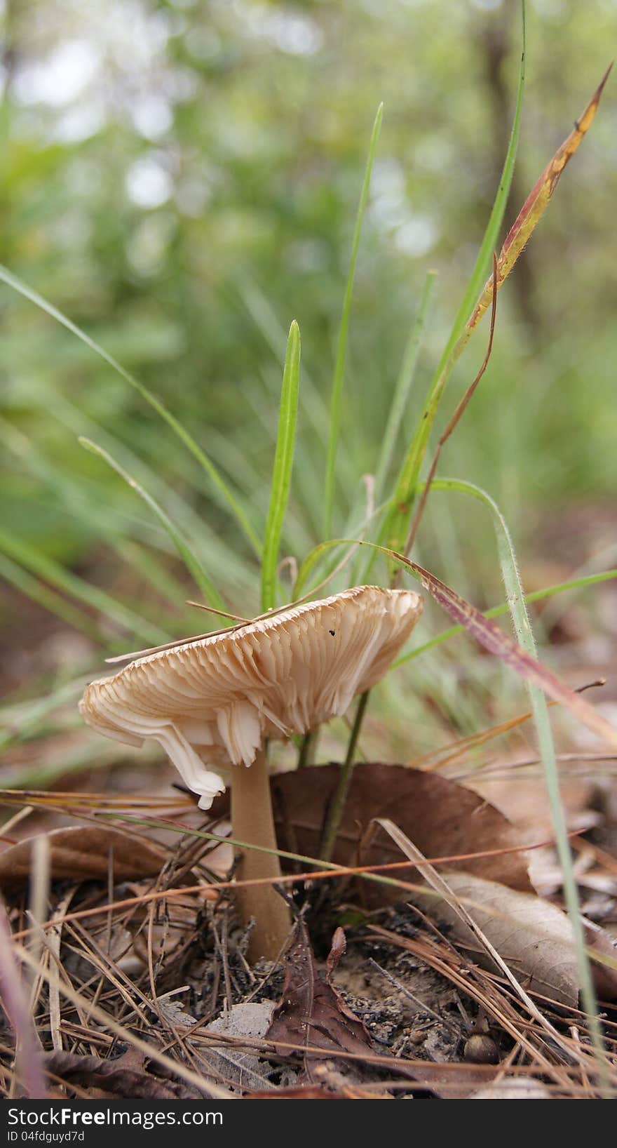 Mushrooms