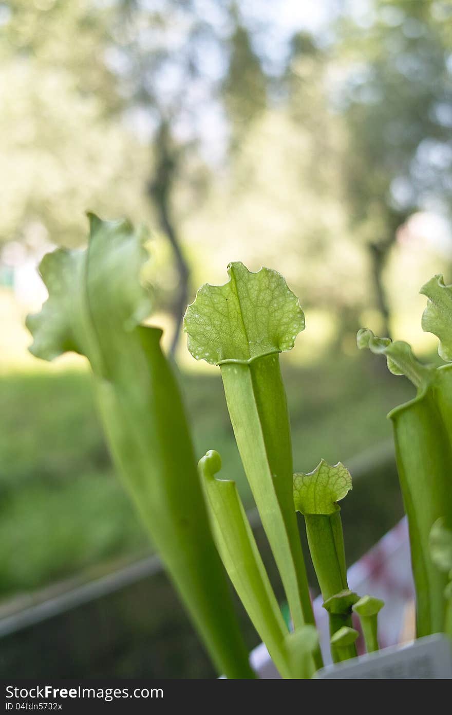 Detail of carnivorous plant named sarracenia