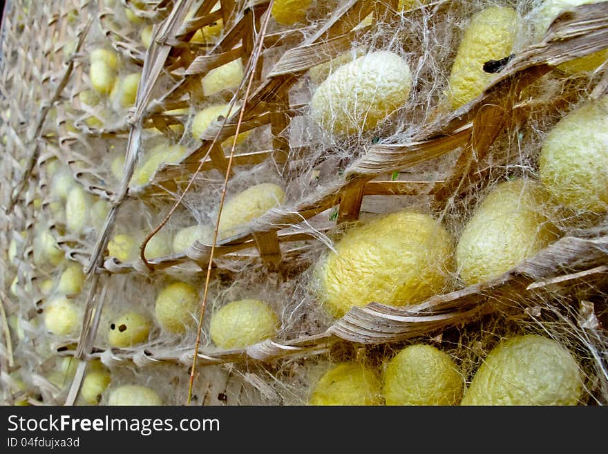 Silk worm from egg to worm