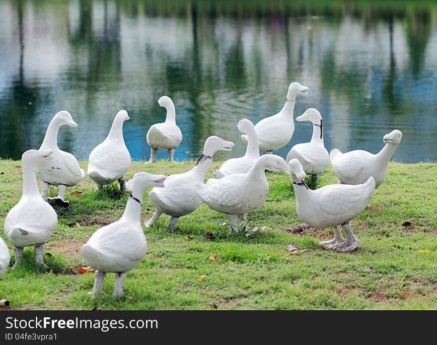 Duck flocks walking on the grass along the water