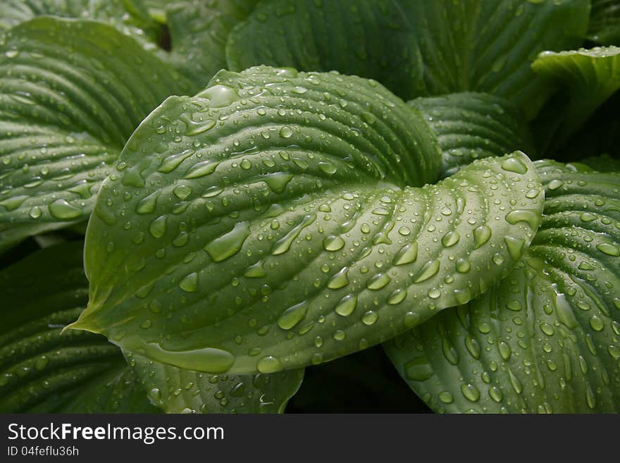 Green sheet to the drops of rain