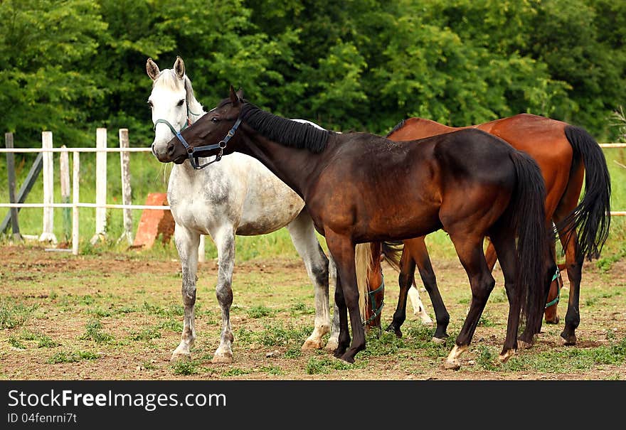 A dark-brown male horse nuzzling a gray female horse in a farm outdoor. A dark-brown male horse nuzzling a gray female horse in a farm outdoor