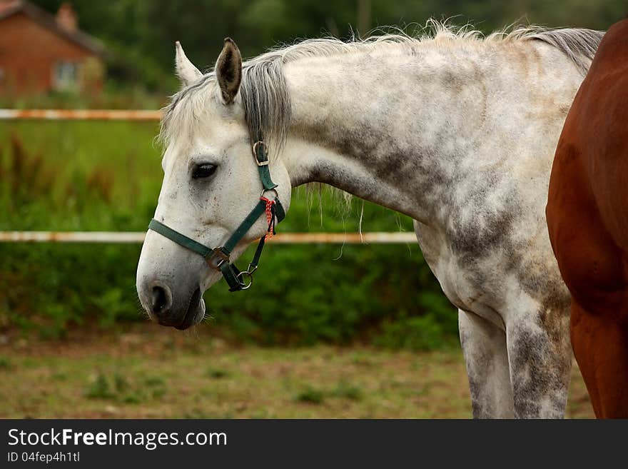 Portrait of a gray horse close up shot. Portrait of a gray horse close up shot