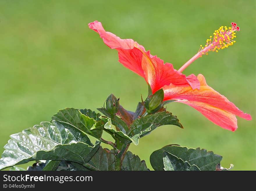 Orange Hibiscus Flower Blossom