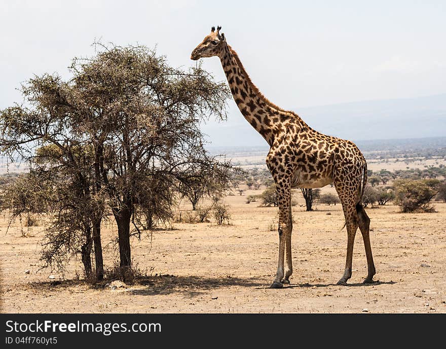 Giraffe Stands Before Tree In The Serengeti