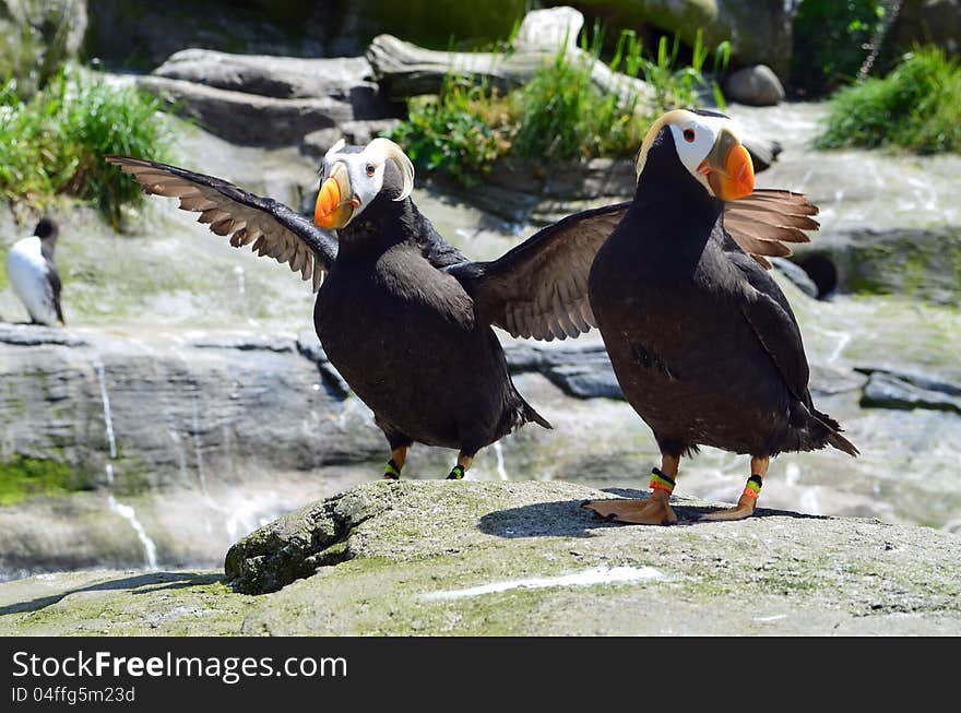 Wild Puffin birds pair on rock. Wild Puffin birds pair on rock