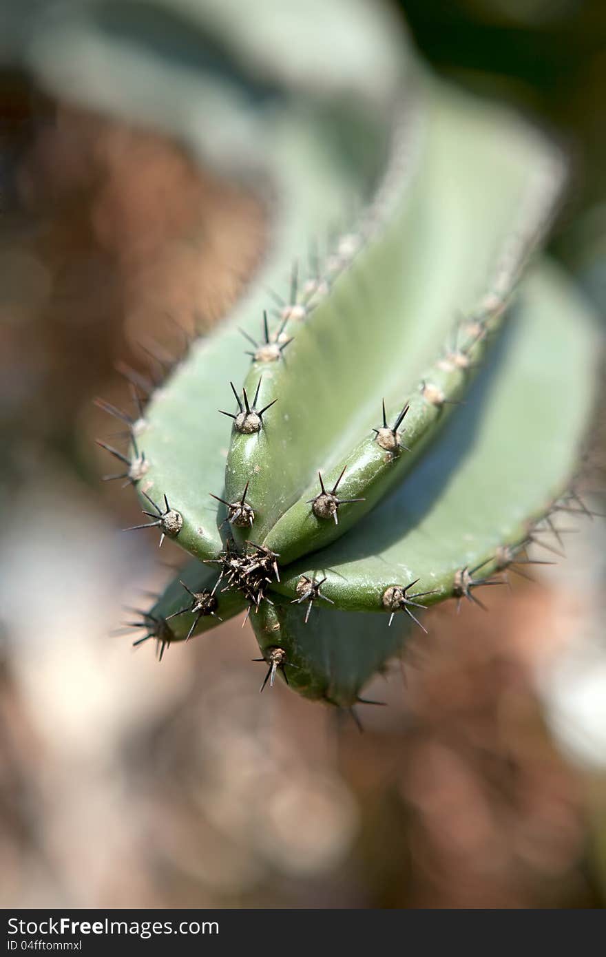 Close up of a cactus with spikes in a garden. Close up of a cactus with spikes in a garden