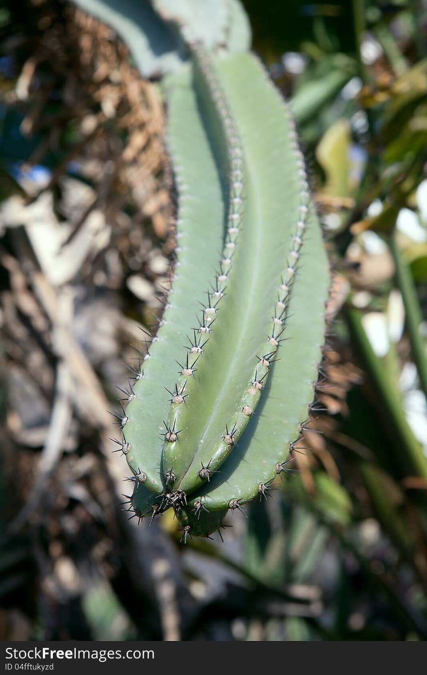 Сactus. Close up