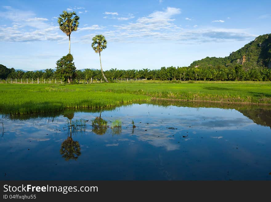 The rice farm