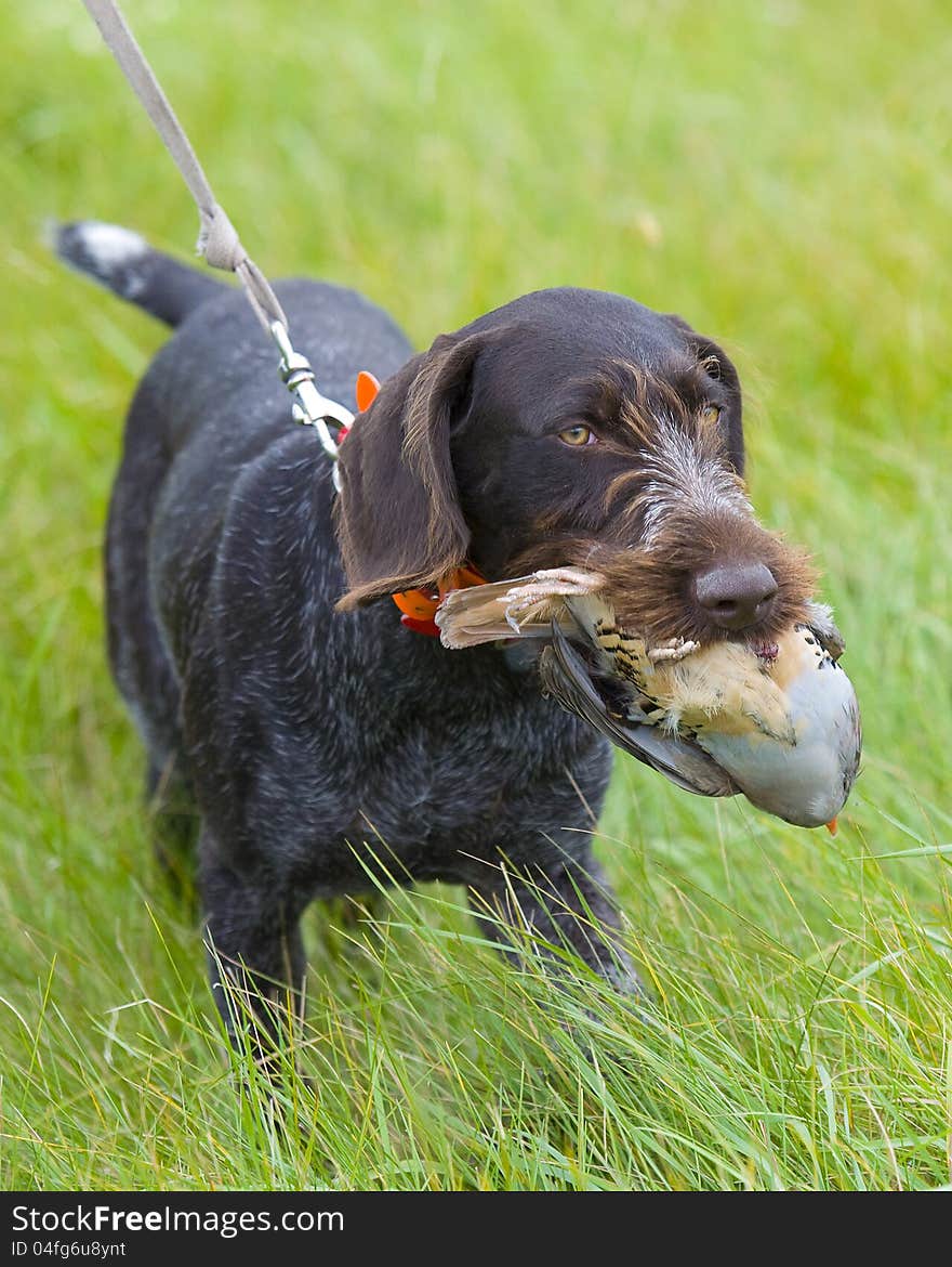 Dog With Chukar