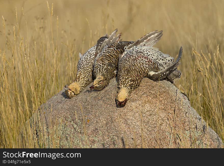 Sharptailed Grouse