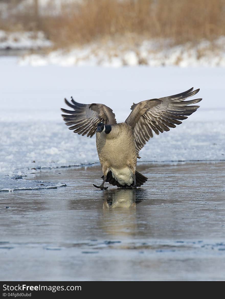 Landing Canada Goose on a frozen pond. Landing Canada Goose on a frozen pond