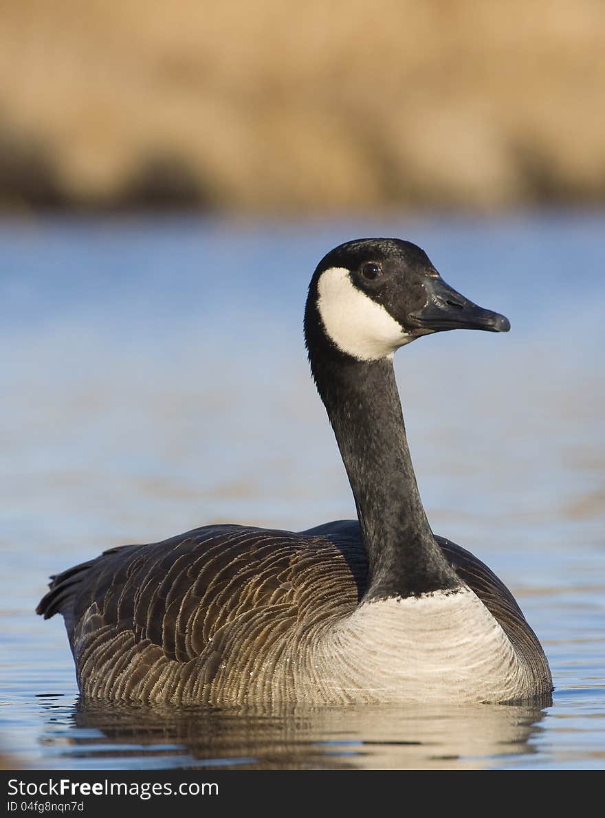 Swimming Goose