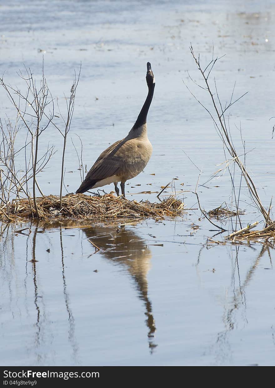 Reflecting Goose