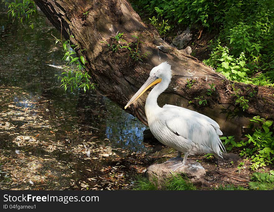 Pelican.