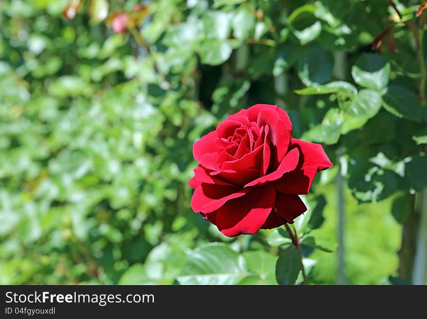 Climbing Red Roses