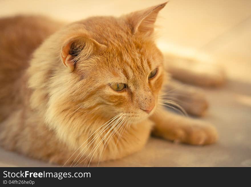 Closeup of a ginger tabby cat lying on a terasse on a sunny day